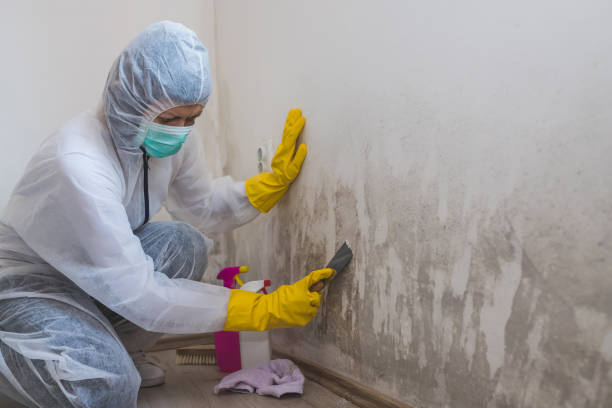 Best Same-Day Mold Removal  in Fort Washakie, WY