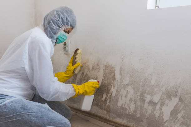 Best Local Mold Removal Service  in Fort Washakie, WY