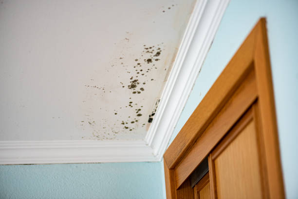 Home Mold Removal in Fort Washakie, WY