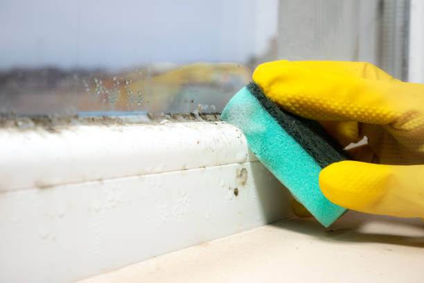 Professional Mold Removal in Fort Washakie, WY