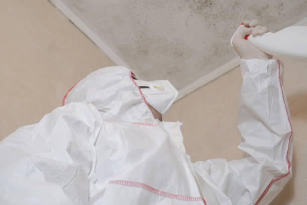 Best Mold Removal Near Me  in Fort Washakie, WY