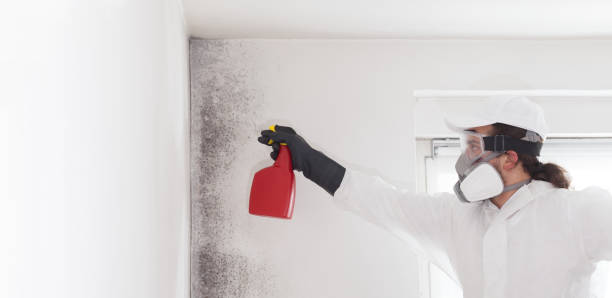 Best Black Mold Removal  in Fort Washakie, WY