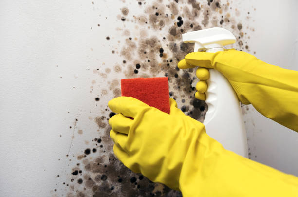 Best Affordable Mold Removal  in Fort Washakie, WY