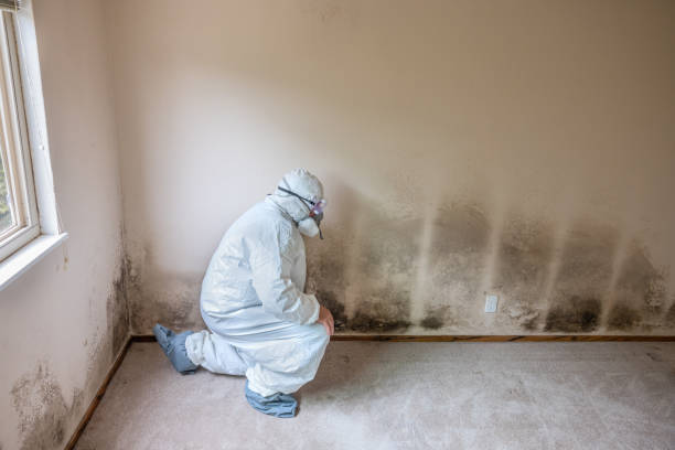 Best Mold Remediation  in Fort Washakie, WY