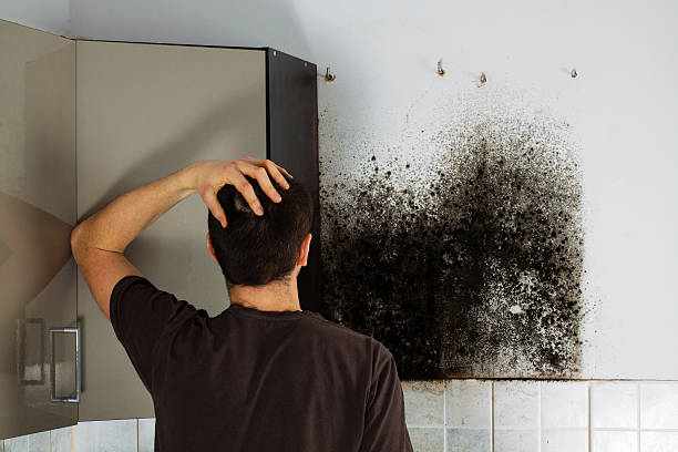 Best Fast Mold Removal  in Fort Washakie, WY