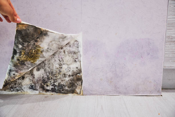 Best Residential Mold Removal  in Fort Washakie, WY